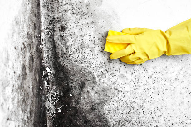 Best Mold Remediation  in Lisbon, IA