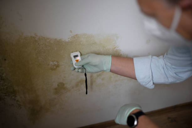 Best Attic Mold Removal  in Lisbon, IA