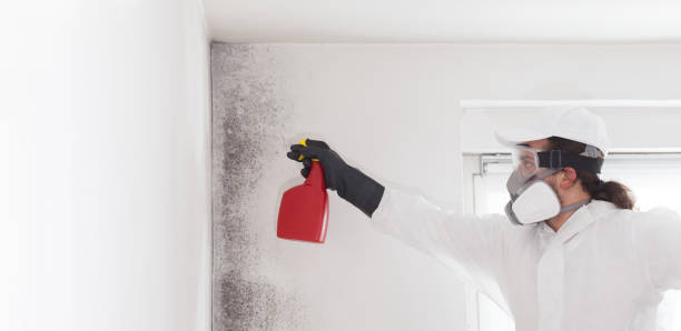 Best Mold Remediation  in Lisbon, IA