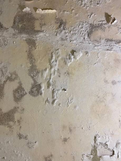 Best Commercial Mold Removal  in Lisbon, IA