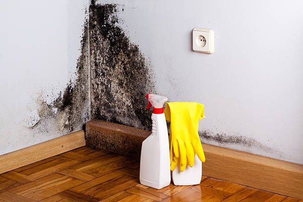 Best Residential Mold Removal  in Lisbon, IA